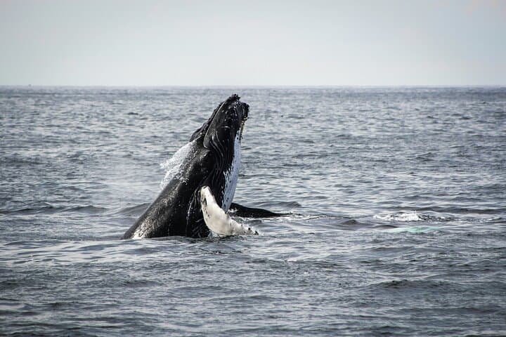 Hermanus Whale Watching & Cape Winelands Day Tour from Cape Town photo 3