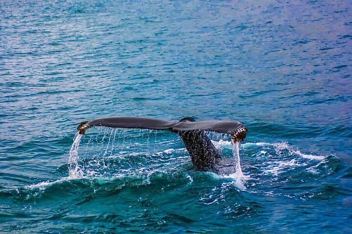 Hermanus Whale Watching & Cape Winelands Day Tour from Cape Town photo 5