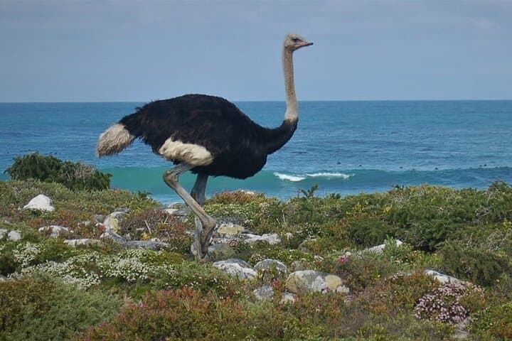 Cape Point Day Trip: Penguins, Ostriches and Chapman's Peak Drive photo 4