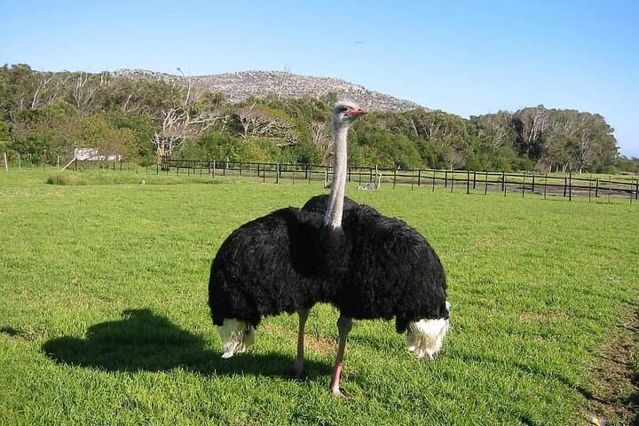 Cape Point Day Trip: Penguins, Ostriches and Chapman's Peak Drive photo 5