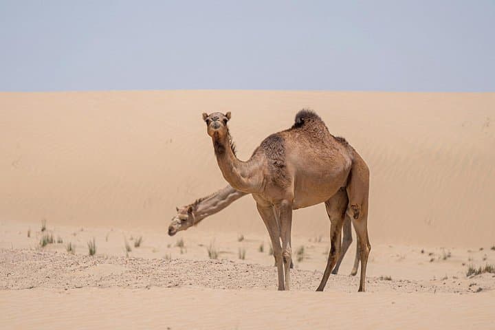 Red Dunes Desert Safari Dubai: Evening 4x4, Sandboarding & Bedouin Camp photo 6
