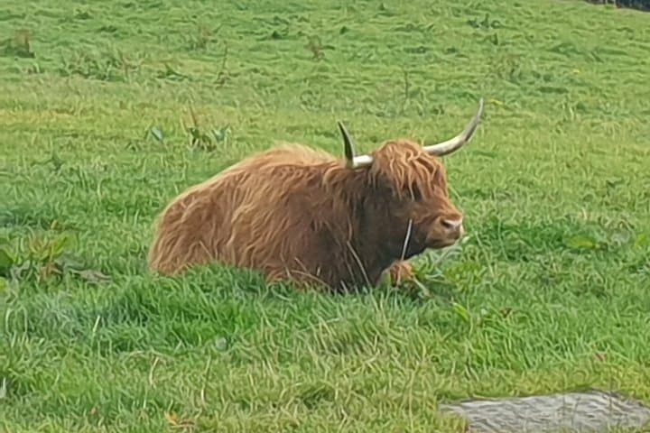 Stirling and Loch Lomond Day Tour: Castles, Whisky & Highland Scenery photo 2