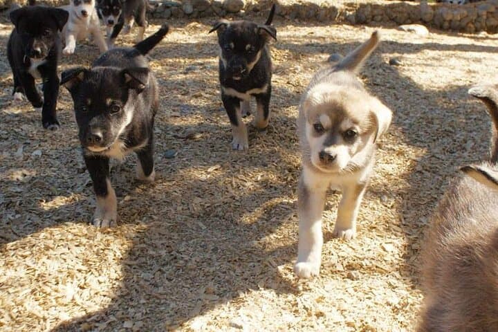 Meet Denali's Sled Dogs and Local Brews on a Husky Homestead Half-Day photo 3
