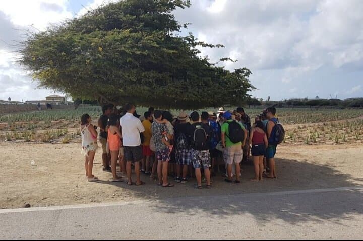 Half-Day Aruba Sightseeing & Beach Tour — California Lighthouse, Casibari & Arashi photo 3