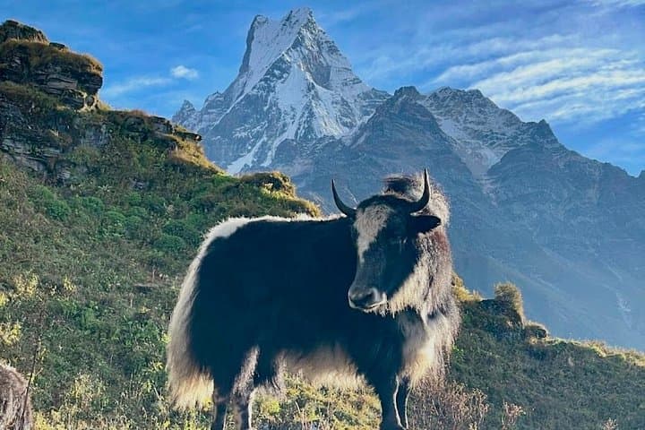 7-Day Mardi Himal Trek: Annapurna Woodland & Base Camp from Pokhara photo 4
