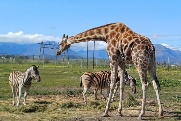 Full-Day Cheetah and Giraffe Encounter with Winelands Wine Tasting from Cape Town photo 3