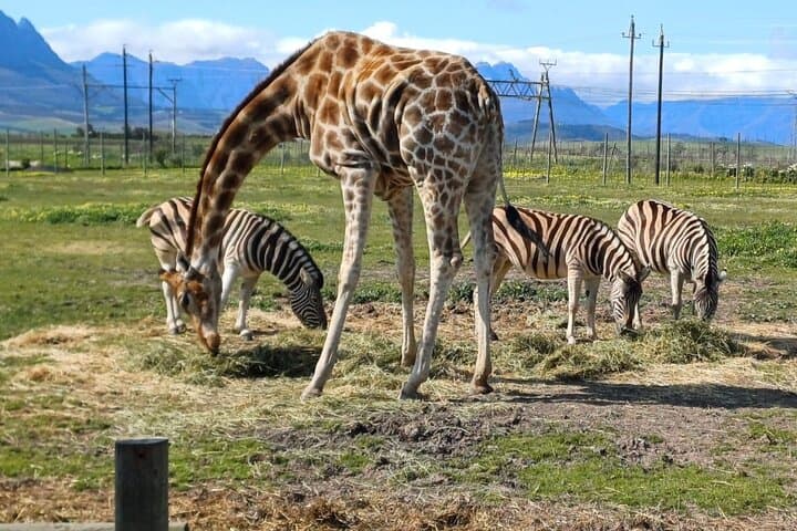 Full-Day Cheetah and Giraffe Encounter with Winelands Wine Tasting from Cape Town photo 5