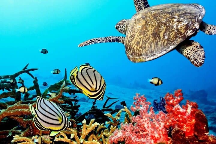 Key Largo Coral Reef Park and Sunset Celebration: Full-Day Tour to John Pennekamp, Robbie's & Gilbert's