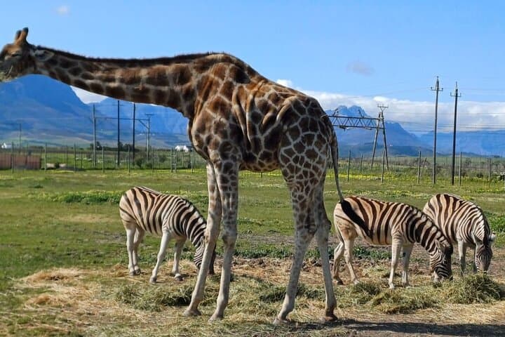 Full-Day Cheetah and Giraffe Encounter with Winelands Wine Tasting from Cape Town photo 6