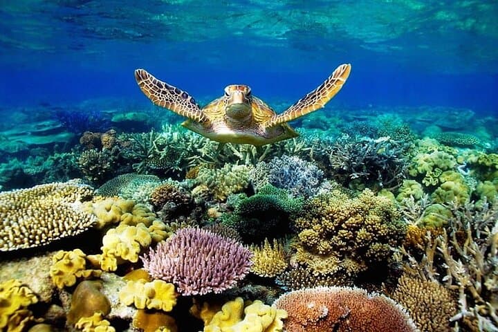 Key Largo Coral Reef Park and Sunset Celebration: Full-Day Tour to John Pennekamp, Robbie's & Gilbert's photo 2