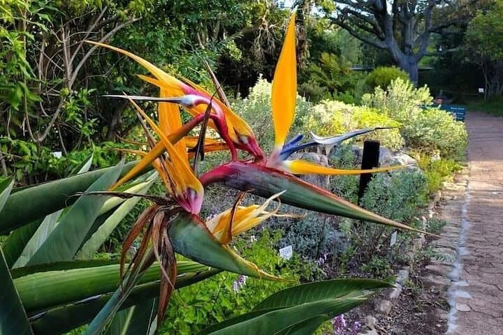 Kirstenbosch Gardens and Constantia Wine Tasting: A Full-Day Cape Town Nature and Wine Tour photo 3