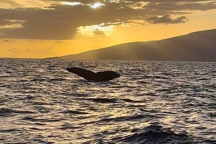West Maui Sunset Whale Watch: Guaranteed Humpback Encounters & Sunset Cruise photo 6