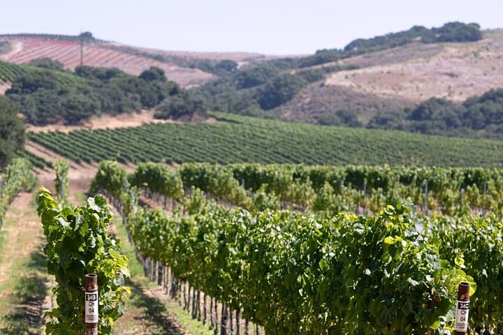 Private 5-Hour Luxury Wine Country Transport in Santa Ynez Valley photo 4