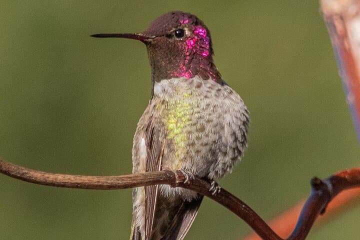 Hawks, Herons & Hummingbirds: Golden Gate Park Wildlife Walking Tour photo 6