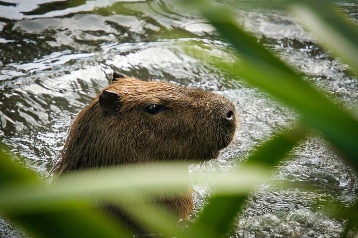 Amazon Jungle Day Tour from Iquitos: All-Inclusive Wildlife & River Cruise photo 5
