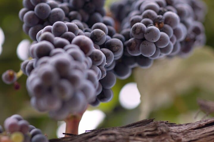 Private Santa Ynez Valley 3-Winery Tour from Santa Barbara — All-Inclusive Wine Country Day photo 5