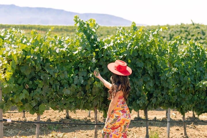 Private Santa Ynez Valley 3-Winery Tour from Santa Barbara — All-Inclusive Wine Country Day photo 2