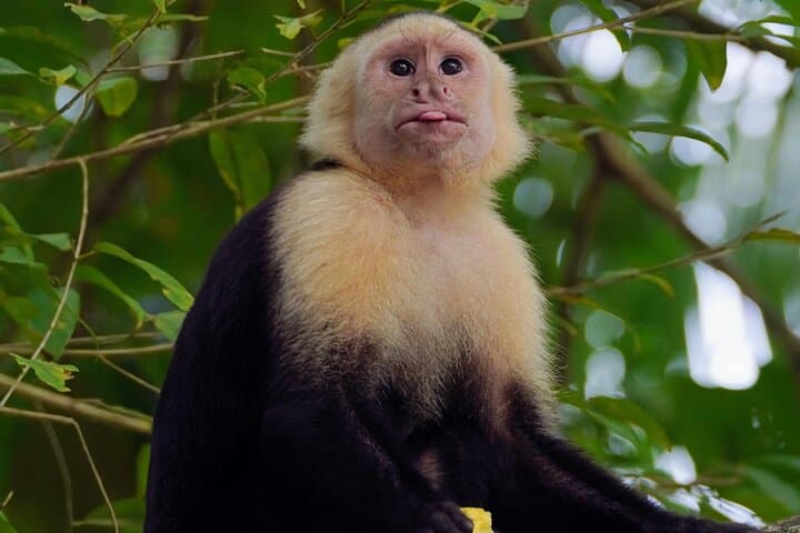 7-Day All-Inclusive Amazon Jungle Lodge Adventure from Iquitos photo 3