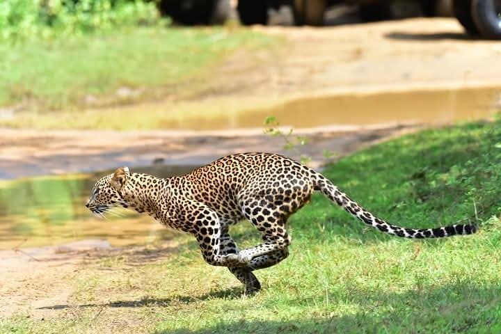 Wilpattu Half-Day Safari from Sigiriya — Leopards, Elephants & Villus photo 1