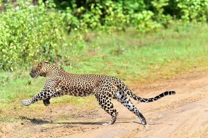 Early-Morning Yala Safari from Ella: Full-Day Leopard and Elephant Game Drive photo 1