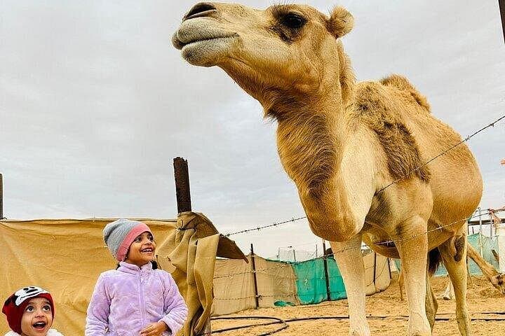 Desert Camel Trekking in Abu Dhabi: Private 50-Minute Ride & Bedouin Camp Visit photo 4