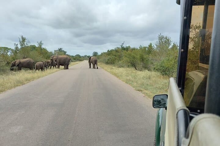 Afternoon Private Safari in Kruger National Park from Hazyview photo 2