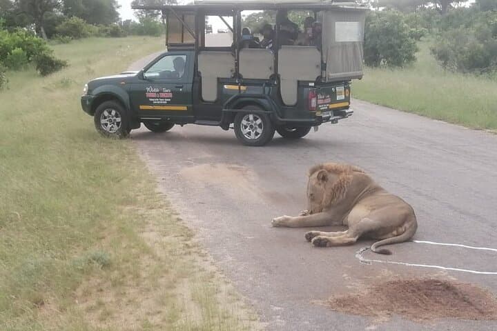 Afternoon Private Safari in Kruger National Park from Hazyview photo 6