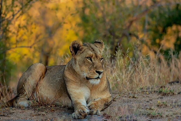 Private Kruger Safari from Hazyview — Full-Day Big Five Game Drive