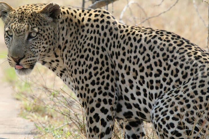 Private Kruger Safari from Hazyview — Full-Day Big Five Game Drive photo 5