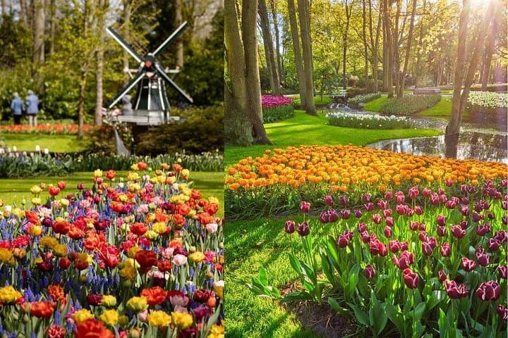 Keukenhof and Zaanse Schans Private Tour from Amsterdam: Tulips, Windmills & Cheese photo 2