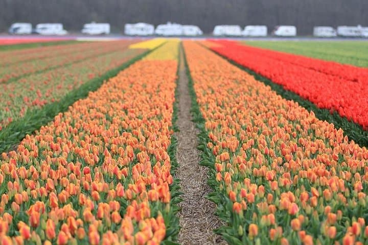 Keukenhof and Zaanse Schans Private Tour from Amsterdam: Tulips, Windmills & Cheese photo 4