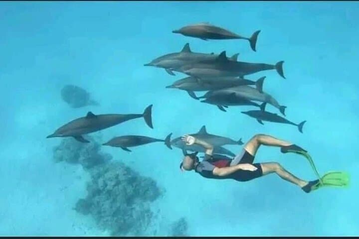 Hurghada VIP Dolphin Snorkeling: 8-Hour Boat Trip with Lunch photo 3
