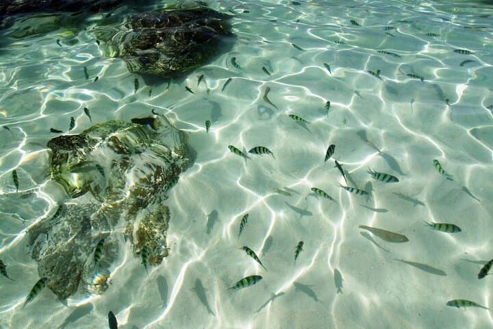 Khai Islands Speedboat Tour: Half-Day Snorkel & Beaches from Phuket photo 3