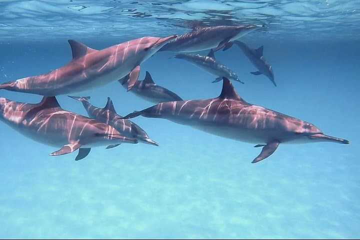 Dolphin Speed Boat Trip to Red Sea Underwater Island & Sunken Wrecks photo 4