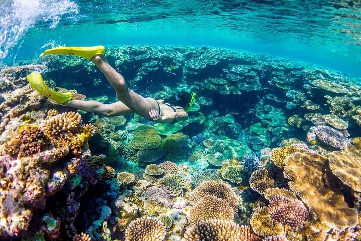 Dolphin Speed Boat Trip to Red Sea Underwater Island & Sunken Wrecks photo 2