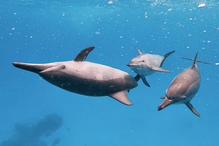 Dolphin Speed Boat Trip to Red Sea Underwater Island & Sunken Wrecks photo 3