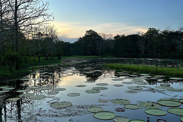 5-Day Amazon Immersion from Leticia — Treehouses, River Dolphins & Indigenous Culture photo 2