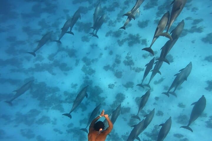 Swim with Wild Dolphins at Dolphin House — Hurghada Red Sea Snorkel Trip photo 5