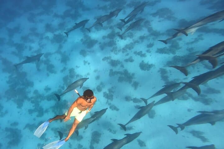 Swim with Wild Dolphins at Dolphin House — Hurghada Red Sea Snorkel Trip photo 3