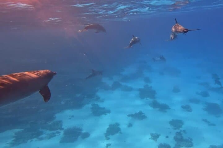 Swim with Wild Dolphins at Dolphin House — Hurghada Red Sea Snorkel Trip photo 6