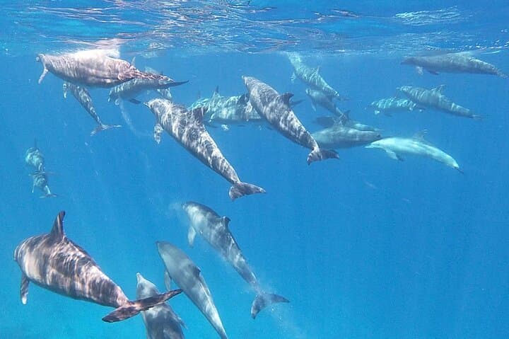 Swim with Wild Dolphins at Dolphin House — Hurghada Red Sea Snorkel Trip photo 2