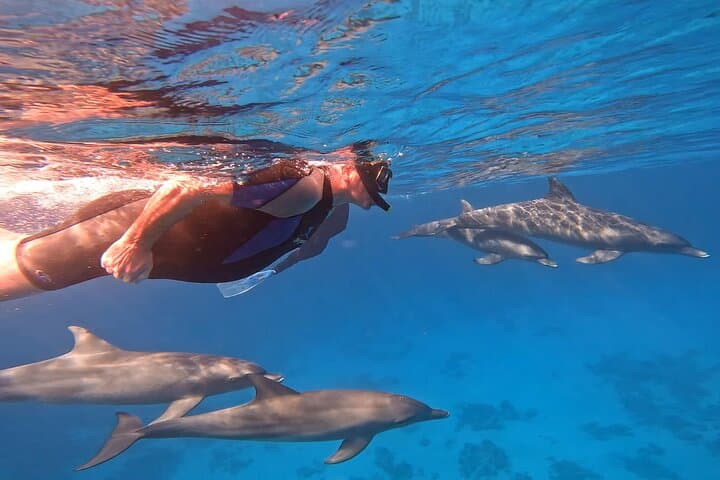 Swim with Wild Dolphins at Dolphin House — Hurghada Red Sea Snorkel Trip