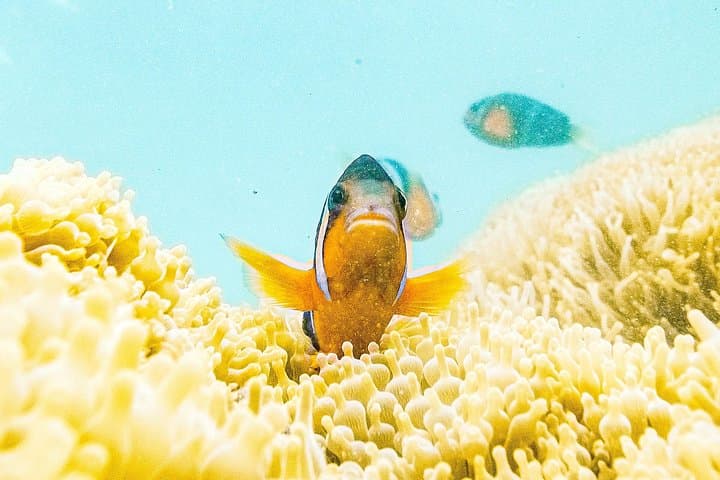 Nemo Clownfish Storm Snorkeling Tour — Sai Kung Clownfish Snorkel Adventure