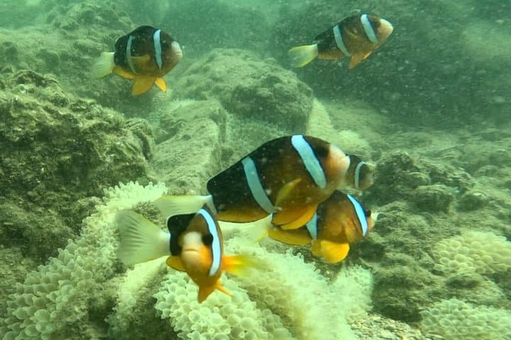 Nemo Clownfish Storm Snorkeling Tour — Sai Kung Clownfish Snorkel Adventure photo 2