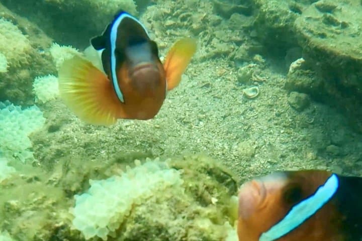 Nemo Clownfish Storm Snorkeling Tour — Sai Kung Clownfish Snorkel Adventure photo 4