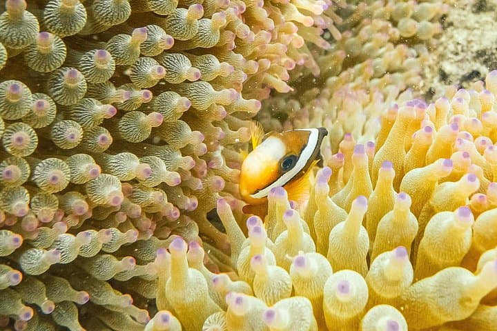 Nemo Clownfish Storm Snorkeling Tour — Sai Kung Clownfish Snorkel Adventure photo 3