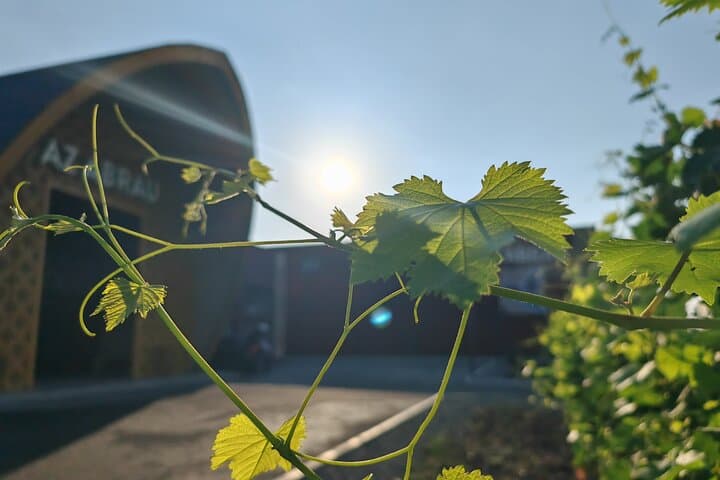 Sheki Sparkling Wine Weekend: Winery Visits, Khan's Palace & Local Flavors photo 4