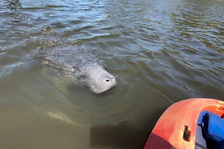 Robinson Preserve Mangrove Kayak Tour — Bradenton Paddle & Wildlife Viewing photo 4