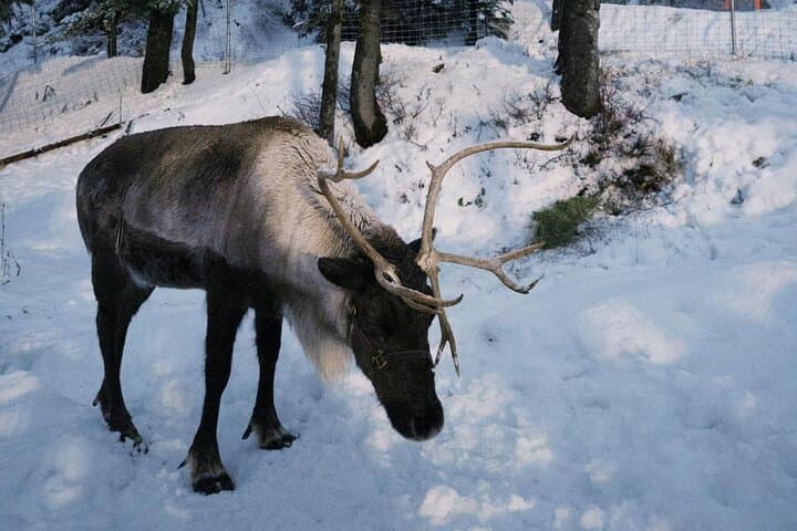 Banff Wildlife and Johnston Canyon Hiking Tour: Bow Valley Parkway Day Trip photo 5