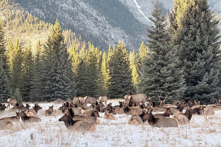 Banff Wildlife and Johnston Canyon Hiking Tour: Bow Valley Parkway Day Trip photo 6